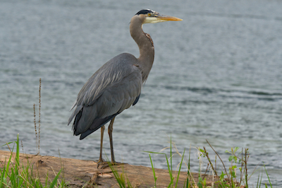 heron standing